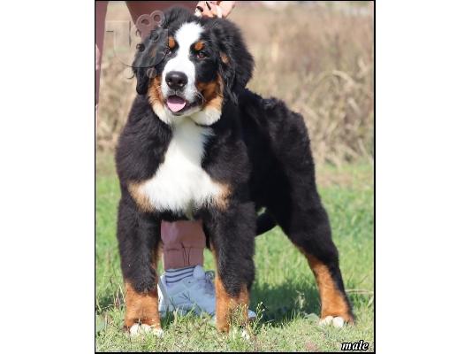 Ορεινός σκύλος Bernese